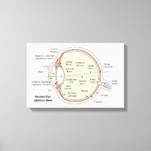 Canvas Menselijk Oog Bal Anatomisch Diagram Afdruk