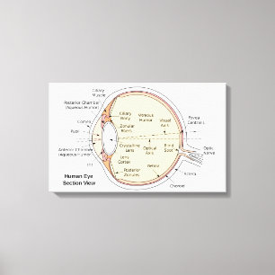 Canvas Menselijk oog bal Anatomisch diagram Afdruk