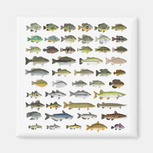 Canvas North America Freshwater Fish Group Print Magneet