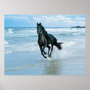 Canvas poster zwarte paard