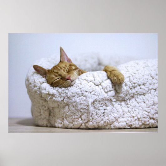 Canvas Premium Poster Nap 4 Cat (Gloss) (Devant)