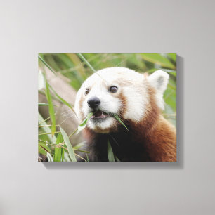 Canvas Print Foto red panda , animals 0172.