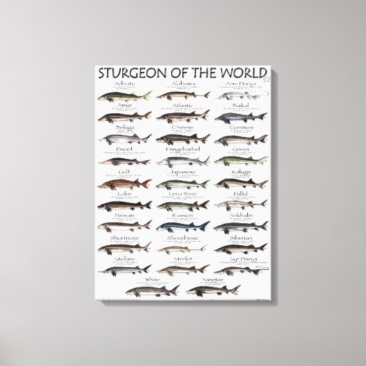 CANVAS PRINT - STURGEON VAN DE WERELD (Voorkant)