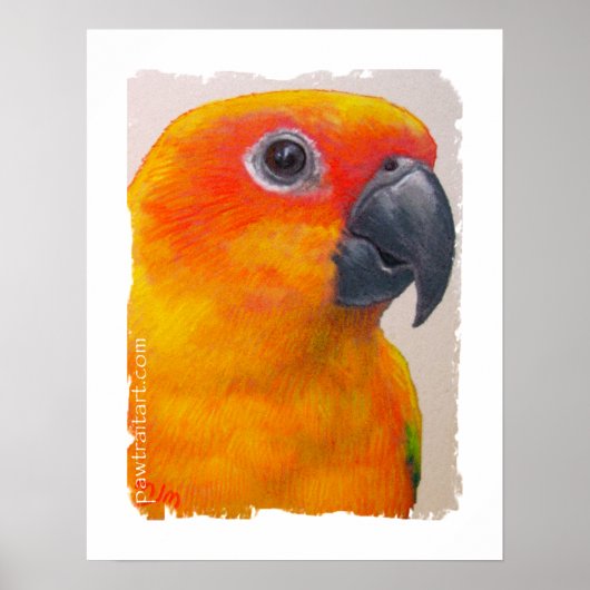 Canvas Print - Sun Conure (Voorkant)