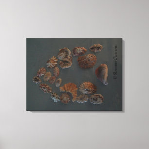 Canvas - SeaShell House.© Roseanne Pears 2012. Afdruk