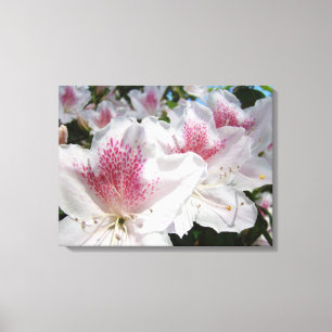 Canvas Sierkunst Roze Witte Azalea Bloemen Afdruk
