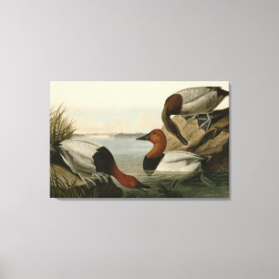 Canvas steunde Duck van Audubon's Birds of America Afdruk