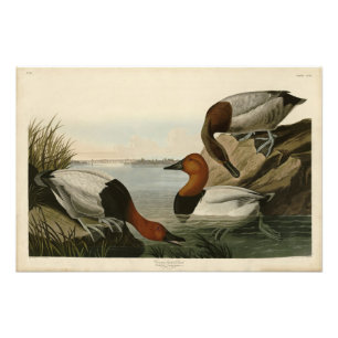 Canvas steunde Duck van Audubon's Birds of America Foto Afdruk