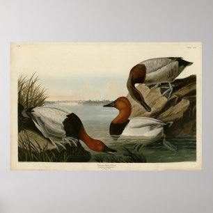 Canvas steunde Duck van Audubon's Birds of America Poster