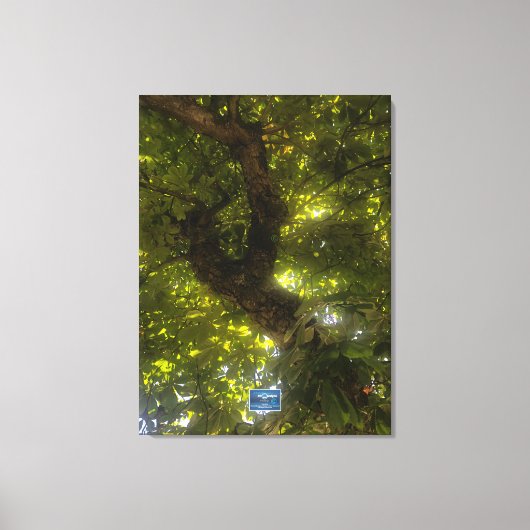 Canvas (Sun Green Tree 2) RFPMDesigns ©️2021/24 Afdruk (Voorkant)