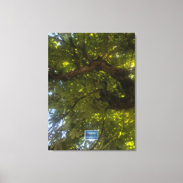 Canvas (Sun Green Tree 3) RFPMDesigns ©️2021/24