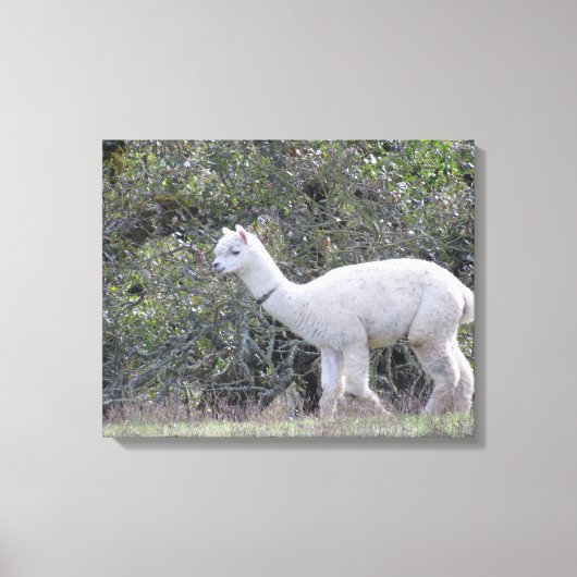 Canvasafdruk - White Alpaca Canvas Afdruk (Voorkant)