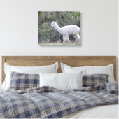 Canvasafdruk - White Alpaca Canvas Afdruk (Insitu (Slaapkamer))