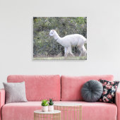 Canvasafdruk - White Alpaca Canvas Afdruk (Insitu (Woonkamer))
