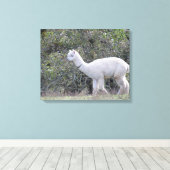 Canvasafdruk - White Alpaca Canvas Afdruk (Insitu (Houten vloer))