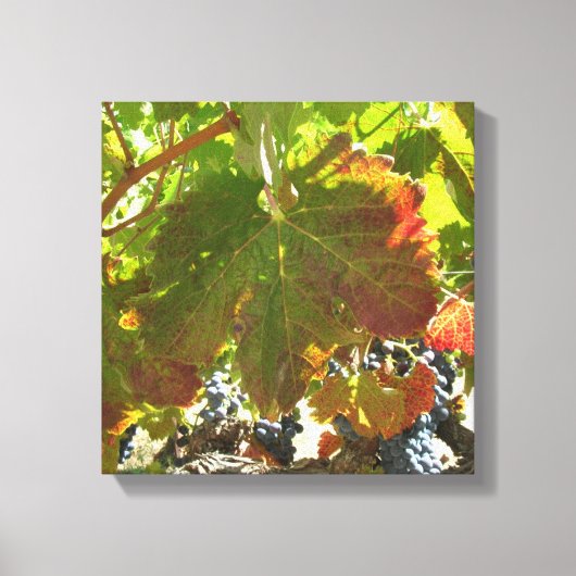 Canvasafdruk - wijnstokken met druiven canvas afdruk (Voorkant)