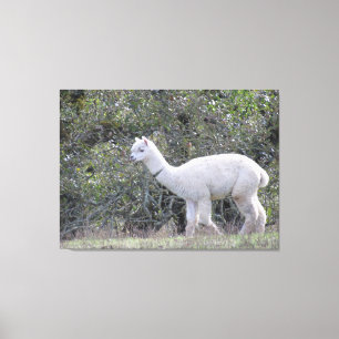Canvasafdruk - Witte alfaba Canvas Afdruk
