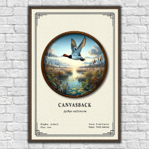 Canvasback Zoologie Serie Poster