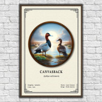 Canvasback Zoologie Serie Poster