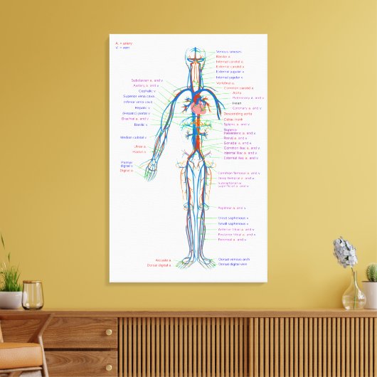 Canvasdiagram menselijke bloedsomloopslagaders canvas afdruk (Insitu (Woonkamer))