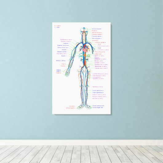Canvasdiagram menselijke bloedsomloopslagaders canvas afdruk (Insitu (Houten vloer))