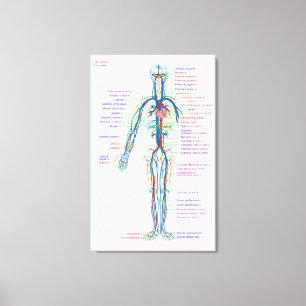 Canvasdiagram menselijke bloedsomloopslagaders canvas afdruk