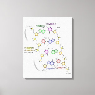 Canvasdiagram van de chemische structuur van DNA Canvas Afdruk