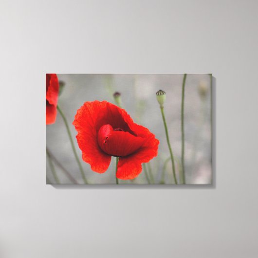 Canvasprint De Rode Klaproos Canvas Afdruk (Voorkant)