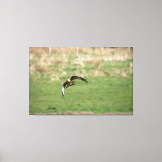 Canvasprint van een Rode Wouw in vlucht Canvas Afdruk