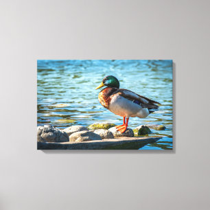 Canvasprint Wilde Eend Meer Vogel Kunst Canvas Afdruk
