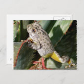 CANYON TREEFROG BRIEFKAART (Voorkant / Achterkant)