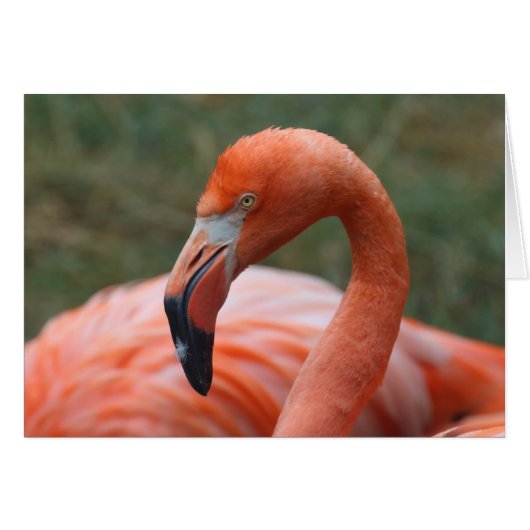 Caoutchouc de phoenicopterus (Devant Horizontal)