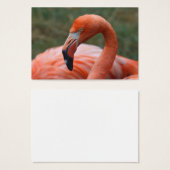 Caoutchouc de phoenicopterus (Devant & derrière)