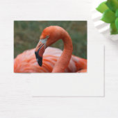 Caoutchouc de phoenicopterus (Bureau)