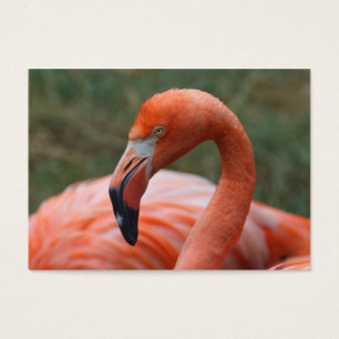 Caoutchouc de phoenicopterus