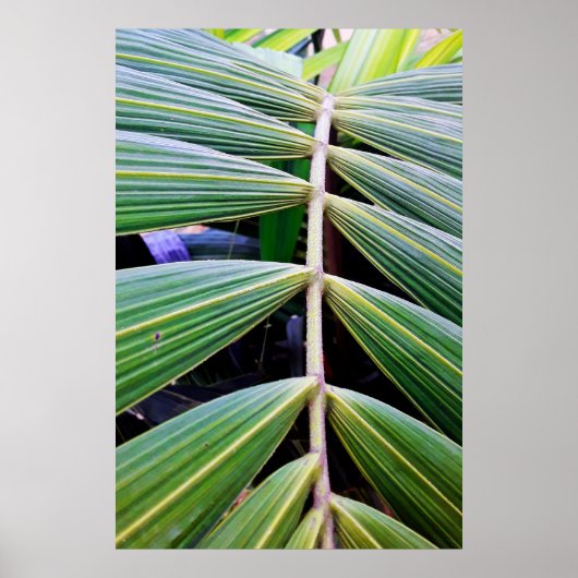 capa de pamonha poster (Voorkant)