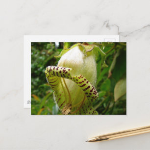 Capanea Grandiflora Briefkaart