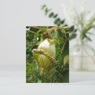 Capanea grandiflora briefkaart