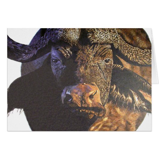 Cape Buffalo (Voorkant Horizontaal)