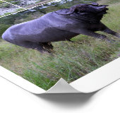 Cape Buffalo Boud Bath 10 par 8 Poster (Coin)