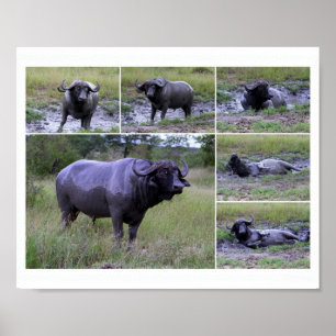 Cape Buffalo Boud Bath 10 par 8 Poster