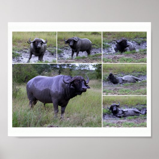 Cape Buffalo Boud Bath 10 par 8 Poster (Devant)