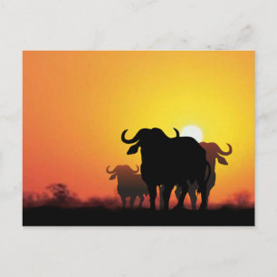 Cape Buffalo Briefkaart