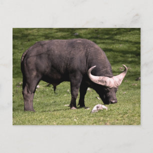 Cape Buffalo Eating Briefkaart