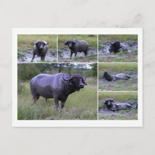 Cape Buffalo Enjoying Mud Bath, Zuid-Afrika Briefkaart