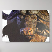 Cape Buffalo Poster (Voorkant)