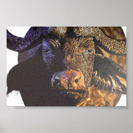 Cape Buffalo Poster (Voorkant)
