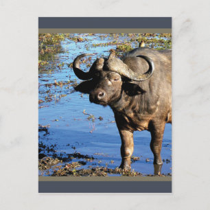 Cape Buffalo safari briefkaarten