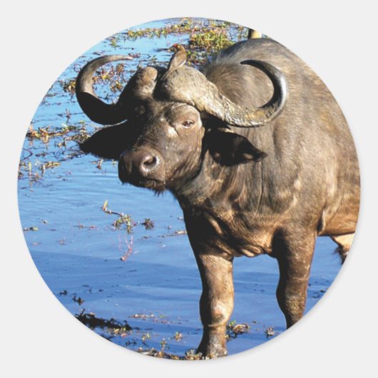 Cape Buffalo safari groot 5 stickers (Voorkant)
