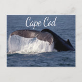 Cape Cod, Provincetown Massachusetts Carte postale (Devant)